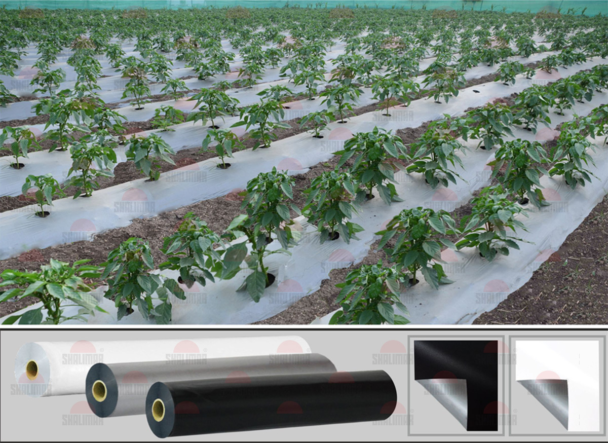 Biodegradable Mulch Film Manufacturers Plastic Mulch Sheet Supplier