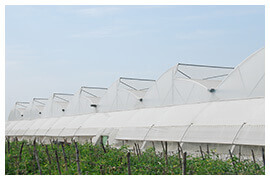 Greenhouse Sheet